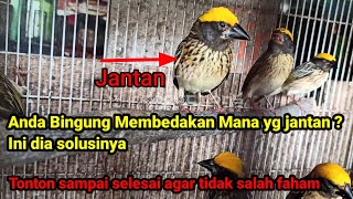Download lagu cara membedakan manyar kepala emas jantan dan betina #manyar #manyargacor mp3 Download lagu cara membedakan manyar kepala emas jantan dan betina #manyar #manyargacor mp3