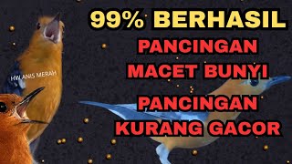 Download lagu ANIS MERAH MANA SAJA PASTI NGEPLONG‼️PANCINGAN MACET BUNYI, PANCINGAN ANIS MERAH KURANG GACOR mp3 Download lagu ANIS MERAH MANA SAJA PASTI NGEPLONG‼️PANCINGAN MACET BUNYI, PANCINGAN ANIS MERAH KURANG GACOR mp3