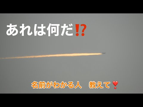 オレンジ色の熱波警報: この夏、庭を暑さから守るにはどうすればよいですか?実践すべき6つの効果的なヒント!  庭園