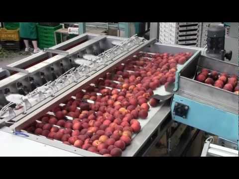 download lagu mp3 mp4 Delicate Fruits, download lagu Delicate Fruits gratis, unduh video klip Delicate Fruits