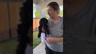 Video preview image #1 Cocker Spaniel-Unknown Mix Puppy For Sale in Sherman Oaks, CA, USA