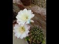1- How To Care a Cactus ( Euphoria Montrose)