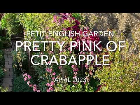 クラブアップル、ワイルドアップル 植物