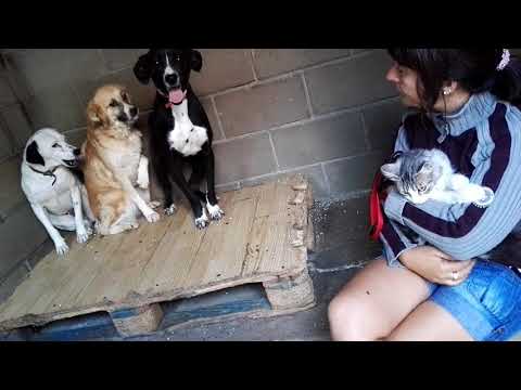 Travolta Stilla thea cats ok 1