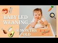 WHAT MY 8 MONTH OLD EATS IN A DAY | Baby Led Weaning Tips & Meal Ideas