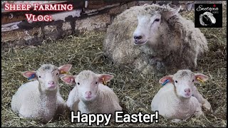 Sheep Farming Vlog: Easter Edition At Ewetopia Farms!