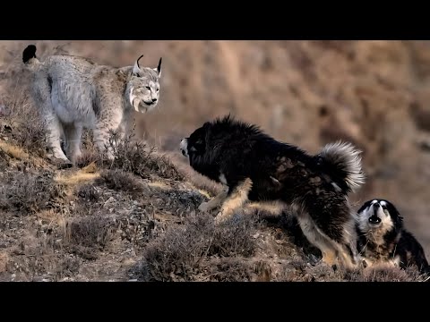 Tibetan Mastiff vs Predators: The Ultimate Protector 