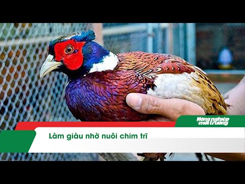 Tin video