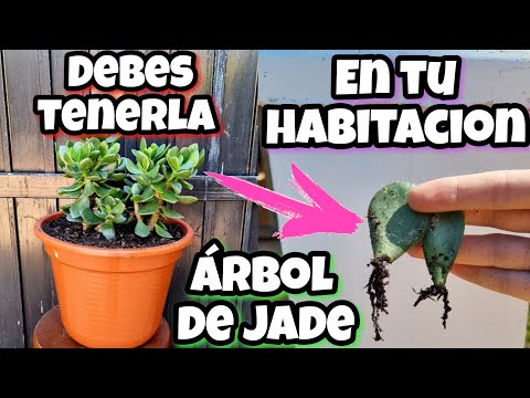 , title : 'Si tienes ESTA PLANTA en CASA eres 1 entre 1 MILLON! Árbol de Jade | Reproducir Suculenta De Jade'