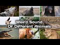 Scariest Animal Sounds Weird Sound Of Different Animals Animal