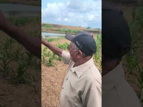 A verdura em plena seca, Dormentes, Pernambuco.