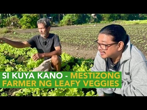 Si Kuya Kano! Mestizong Farmer ng Leafy Veggies sa Open Field mula 13yrs Old, Ngayon 56 na!
