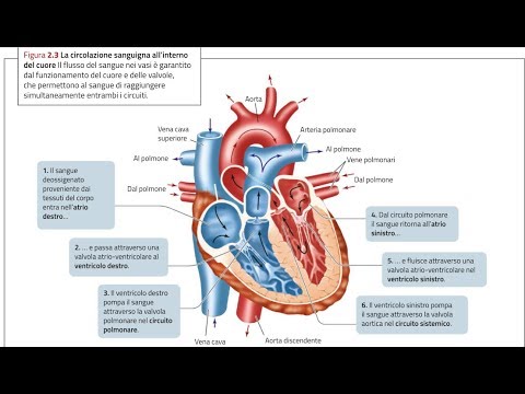 ANATOMIA/1 - Apparato Cardiovascolare: il CUORE (parte 1)
