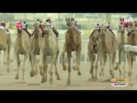   ش 4 (لجاج) لـ هجن الشحانية 9:13:02 , مهرجان المؤسس 2025/12/15 ايذاع  