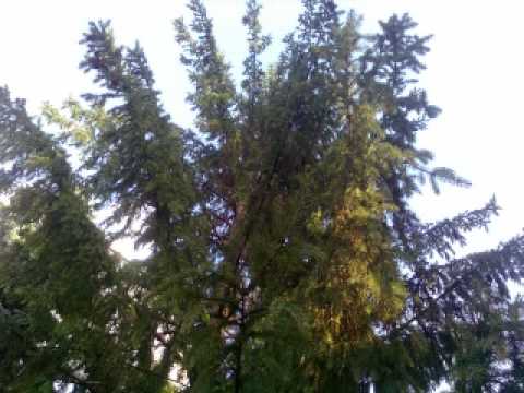 Scortaru Nou (Excursie 2010 official video)