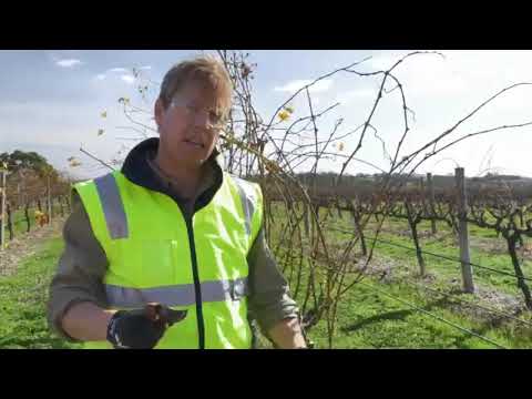 A beginner’s guide to grapevine pruning