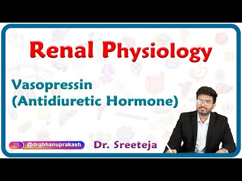 Vasopressin (Antidiuretic Hormone) : Renal physiology USMLE Step 1