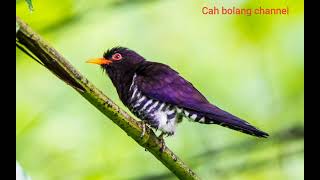 Download lagu masteran burung kedasi unggu/suara pikat burung kedasi unggu mp3 Download lagu masteran burung kedasi unggu/suara pikat burung kedasi unggu mp3