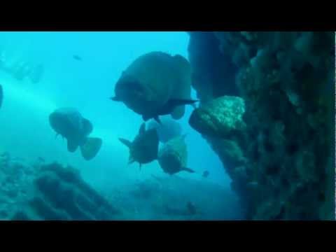 Narcosis Dive Charters 8/4/12 Corridors