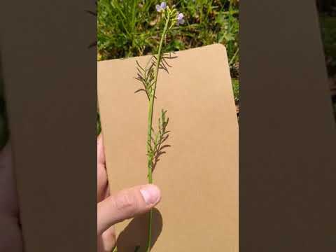 Cardamine des prés | 👍