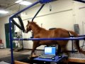 Horse Running On Treadmill