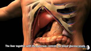 Study Buddy -Human Biology-  a Sample on &#39;Assimilation and the Liver&#39;
