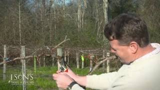 Ison's Nursery Pruning Mature Muscadine Vines Instructional
