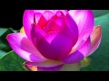 Lotus Blossom - Michael Franks 