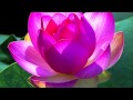 Lotus Blossom - Michael Franks 