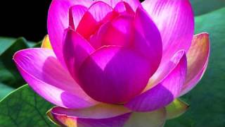 Lotus Blossom - Michael Franks