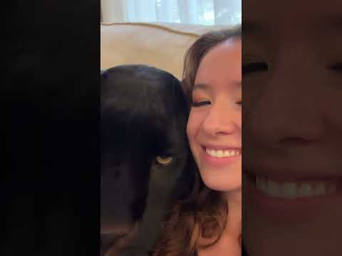 That Yawn is Contagious! Amore with a Black Panther 🇮🇹🖤