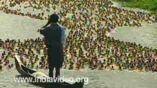 Ducks Swimming in Canal