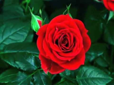 Валерия ♥ Valeriya - Canzone "Due Rose"  "Две розы"  Anno 1992