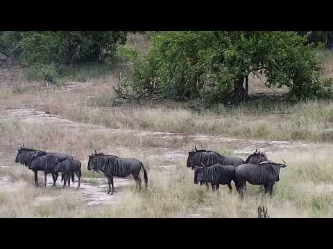 Djuma: Wildebeest herd in the afternoon 16:26 - 04/11/19