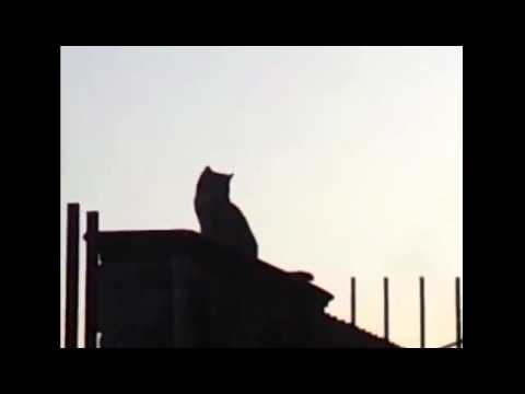 Mad Cats: Milly The Night Cat - SHORT FILM