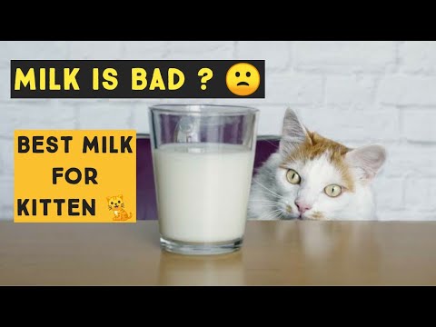 What Do Cats Drink & Is Milk Bad for Cats? Should I Feed My Cat Milk | Best milk for Kitten