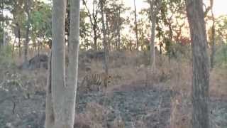 preview picture of video 'Kanha Tiger Encounter Munna'