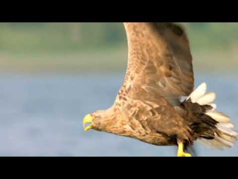 Орлан Белохвост момент Атаки