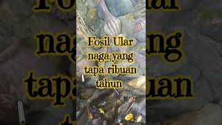 Download lagu fosil ular naga di temukan warga #kepercayaan #budaya #kehidupan #mitos #kearifan #alam #panorama mp3