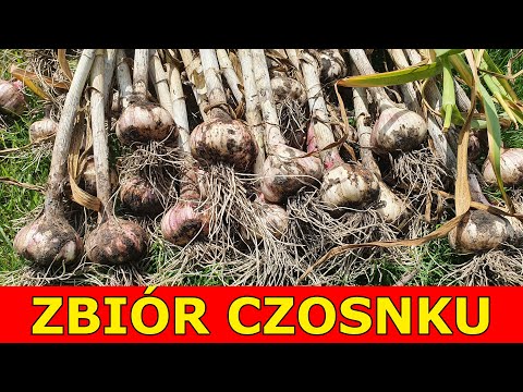 , title : 'Zbiór Czosnku Zimowego | Kiedy zbierać Czosnek | Przechowywanie, Suszenie Czosnku'