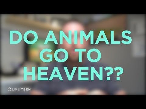 Do animals go to heaven? - YouTube
