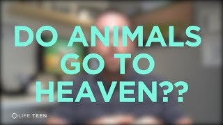 Do animals go to heaven?