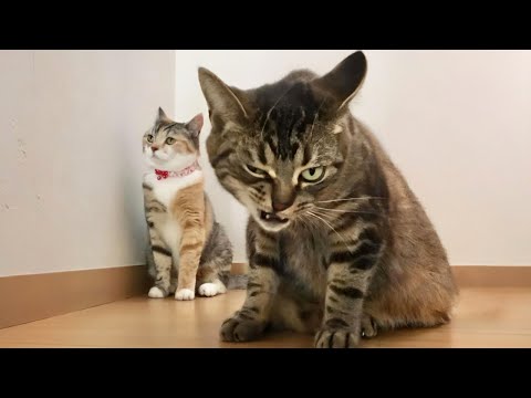 You Laugh, You Lose! 🤣 Funny Cat Videos 2025 😹 Part 80