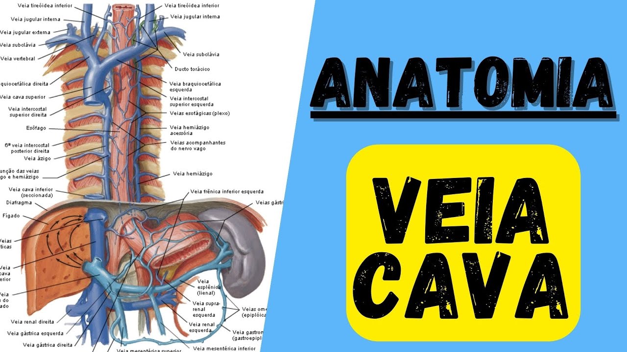 Tributárias da VEIA CAVA - Veia cava superior, veia cava inferior e sistema porta. Anatomia humana