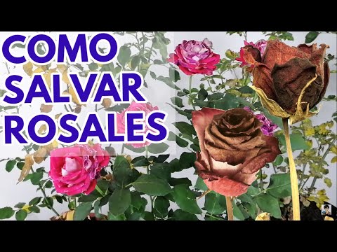 , title : 'rosas rosales como salvar de la marchitez  CHUYITO JARDINERO'