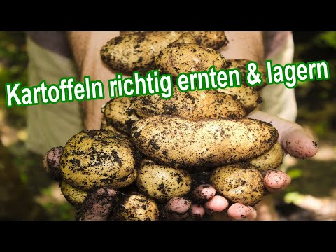 Kartoffeln richtig ernten & lagern - Ernte | Wann Erntezeit | Beste Zeitpunkt | Reife erkennen