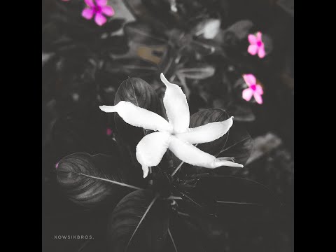 WhiteFlower - Editing tips-1 , flowers photography,Lightroom, Harjit edits