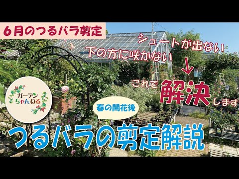 初期の花芽は剪定したほうがよいでしょうか？はい、いいえ!  庭園