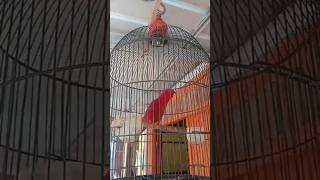 Download lagu Burung Nuri merah gacor mp3