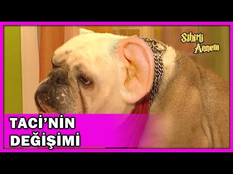 Dudu, Taci'nin Köpek Olma Sihrini Tazeledi! - Sihirli Annem 42.Bölüm